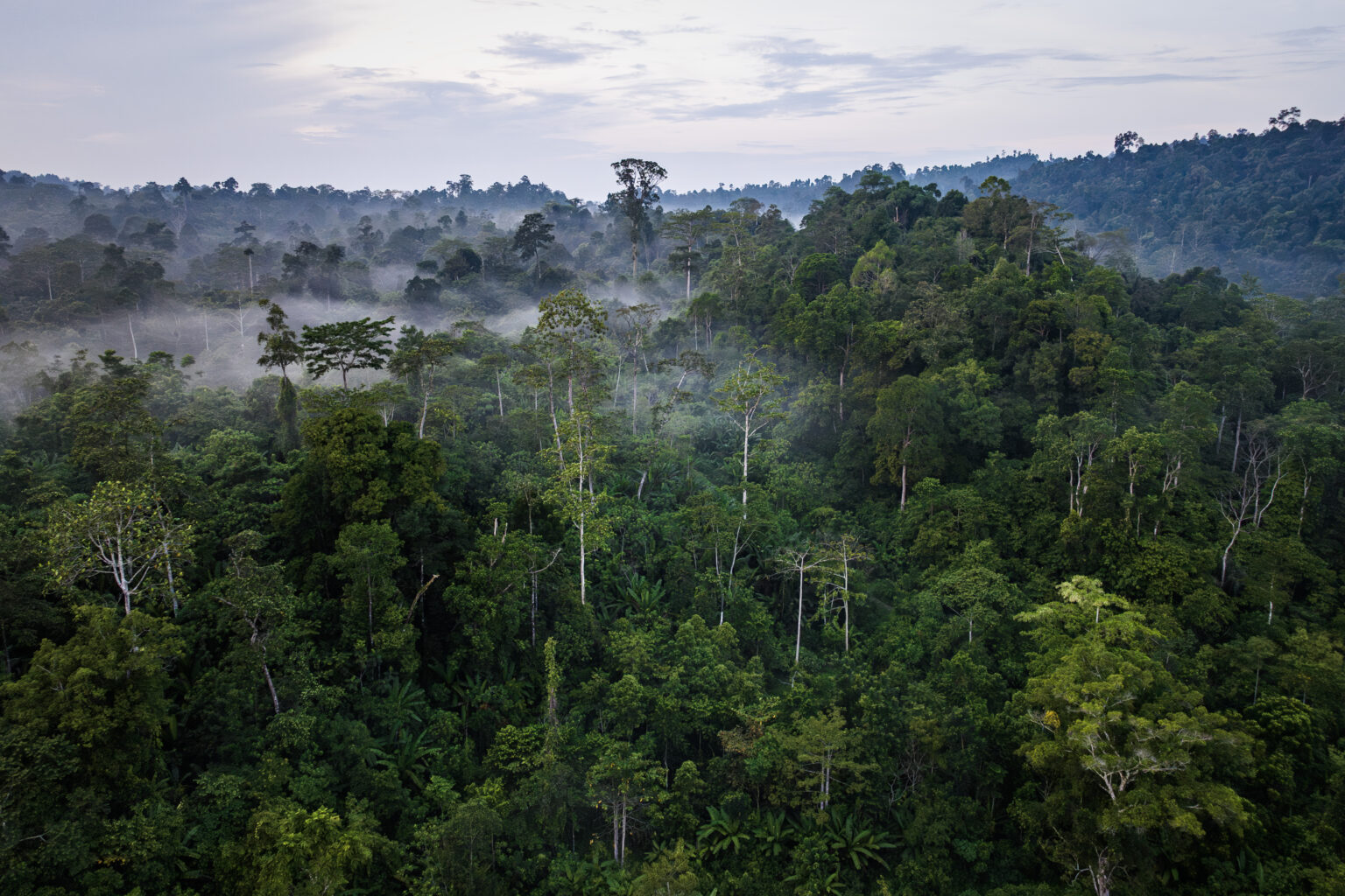 Komunitas Penyelamatan Leuser, Simolap, Langkat North Sumatera